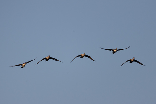 iNaturalist: (c) ianrijsdijk, some rights reserved (CC BY-NC), uploaded by ianrijsdijk iNaturalist image