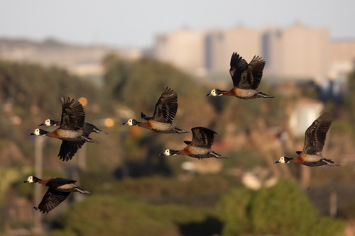 iNaturalist: (c) ianrijsdijk, some rights reserved (CC BY-NC), uploaded by ianrijsdijk iNaturalist image