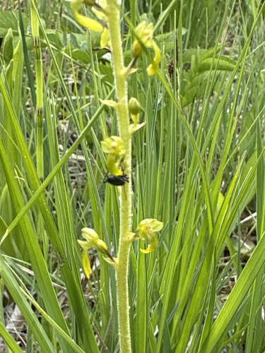 Common Twayblade