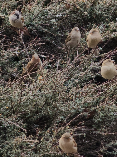 House Sparrow