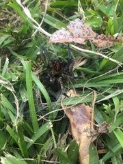 Sosippus mimus