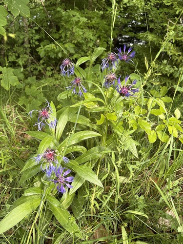 Perennial Cornflower