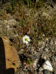 Layia glandulosa