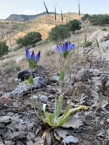 Gentiana olivieri