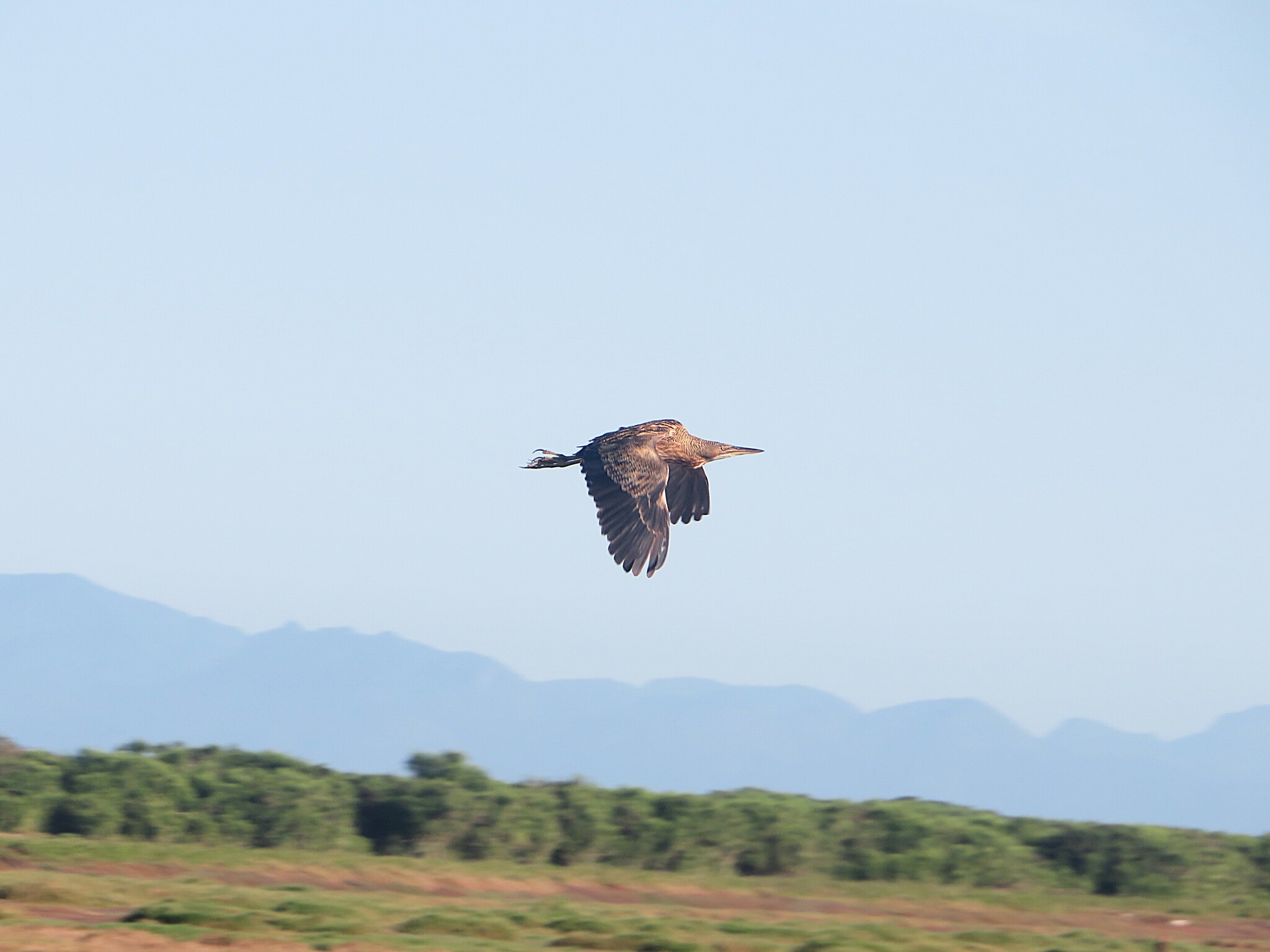 Pinnated Bittern (Botaurus pinnatus), photo 6