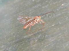 Theronia