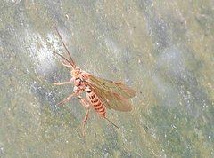 Theronia
