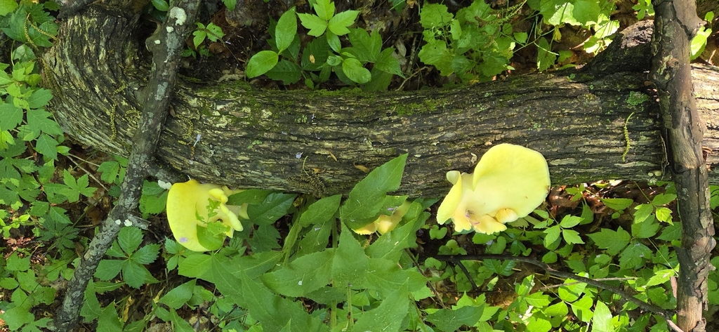 Golden Oyster Mushroom · June 2026 · photo: Photo: (c) WF_MI, some rights reserved (CC BY) · iNaturalist