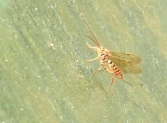 Theronia