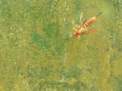 Theronia