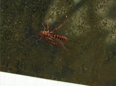 Theronia