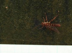 Theronia