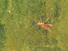 Theronia