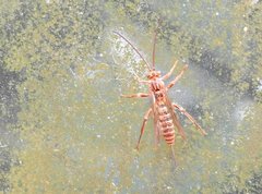 Theronia