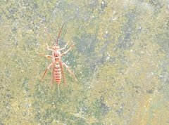 Theronia