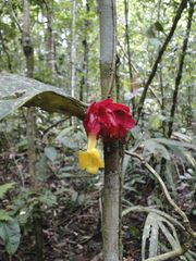 Drymonia coccinea