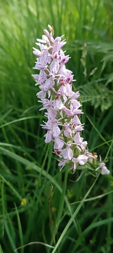 heath spotted orchid