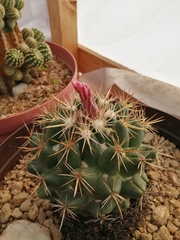 Coryphantha ottonis
