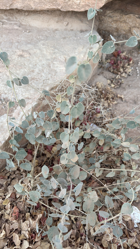 Pergularia tomentosa
