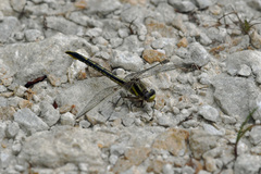 Phanogomphus oklahomensis