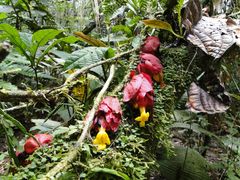 Drymonia coccinea