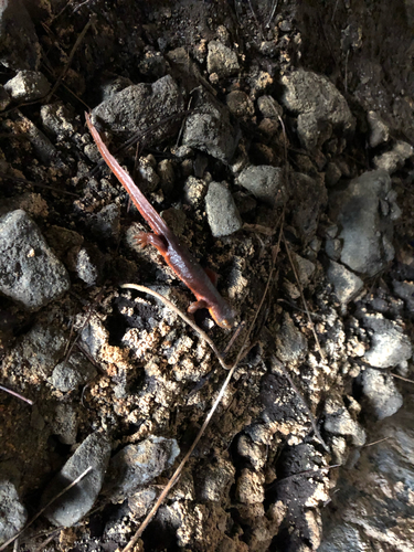 iNaturalist observation photo of Sierra Newt