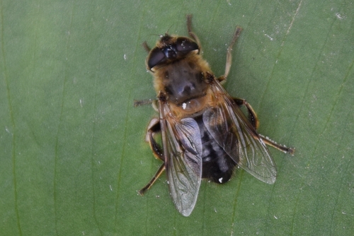 Common Drone Fly