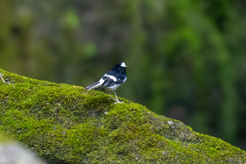 Little Forktail