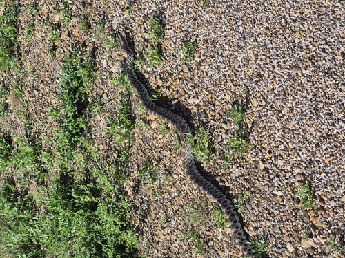 Bullsnake