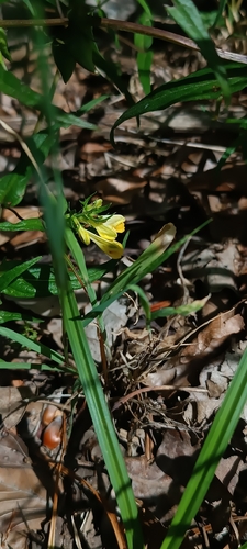 Common Cow-wheat