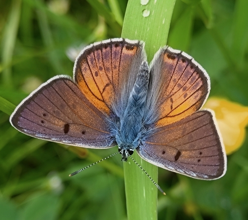 Purple-shot Copper