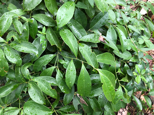Celastrus hindsii (Celastrus hindsii)