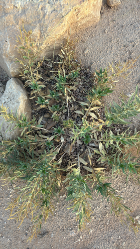 Rhazya stricta