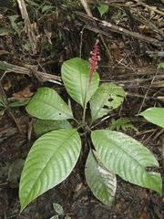 Palicourea subspicata