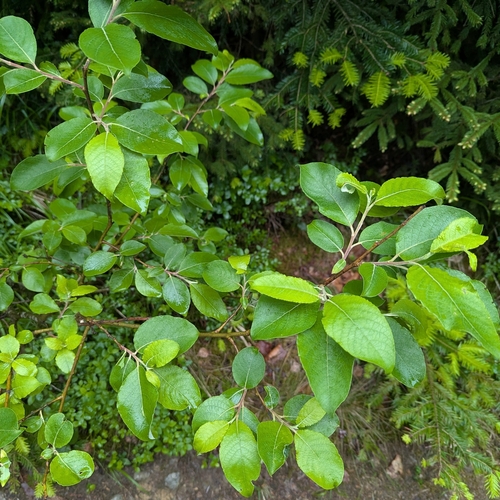 Salix silesiaca, photograph 5