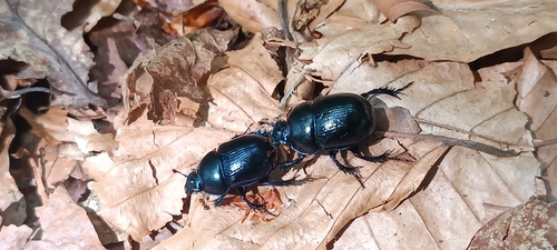 Woodland Dor Beetle