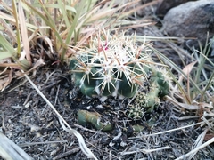 Coryphantha ottonis