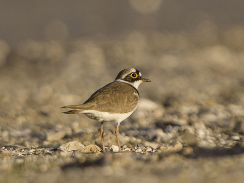 iNaturalist image