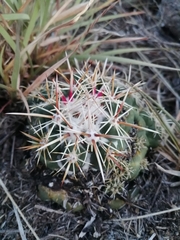 Coryphantha ottonis