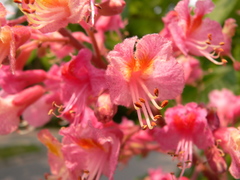 Aesculus × carnea