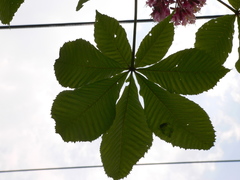 Aesculus × carnea
