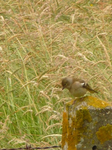 Common Chaffinch