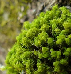 Ulota crispula