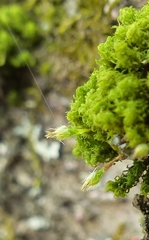 Ulota crispula