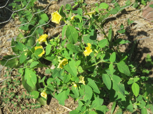 Image of Shrubby Woodsorrel (Oxalis frutescens) by (c) Alexis López Hernández, some rights reserved (CC BY)