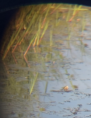 European Pond Turtle