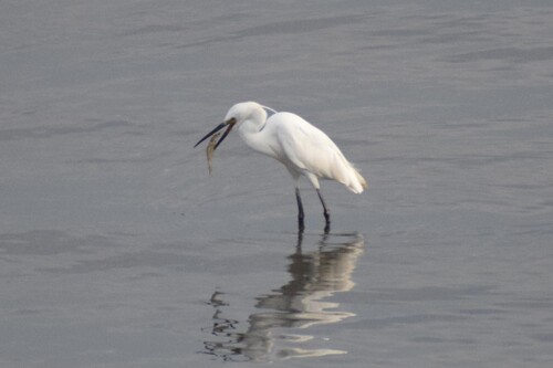 iNaturalist image