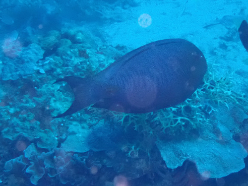 Acanthurus nubilus observed 2026-05-11