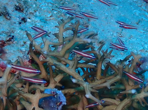Eviota bifasciata observed 2026-05-11