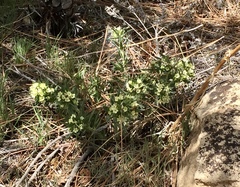 Lithospermum ruderale